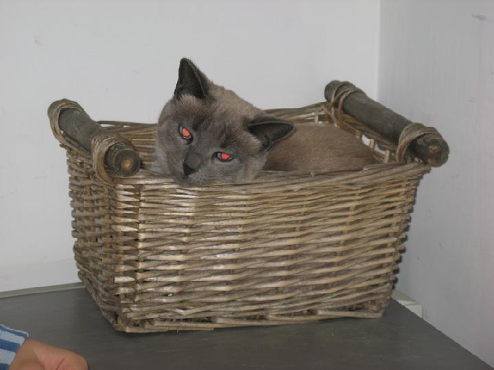 2008-01 Saphir 004.jpg